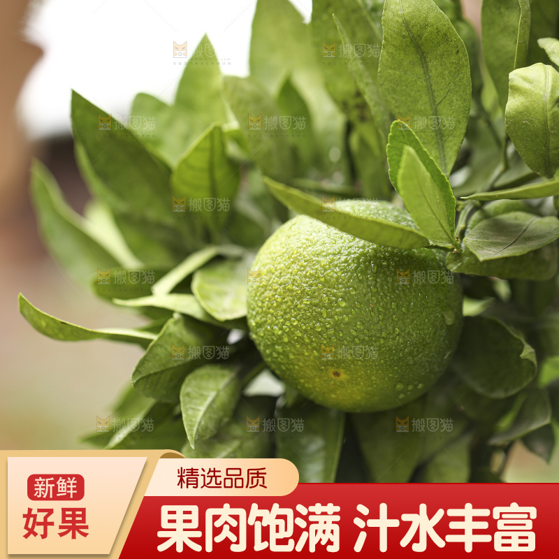 户外的青橘