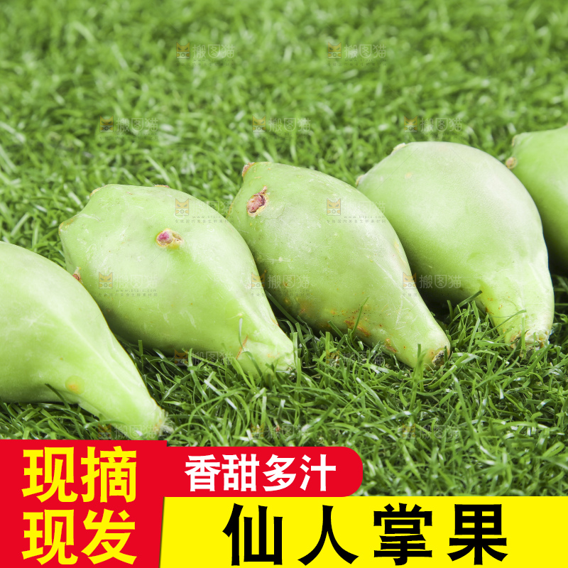 海南仙人掌果放在草地上