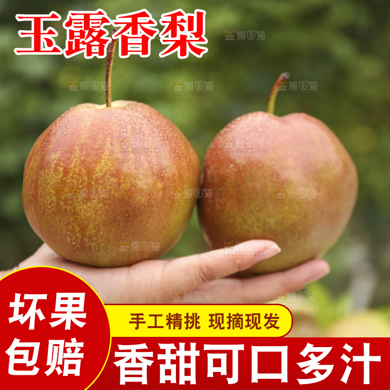 手里拿着玉露香梨