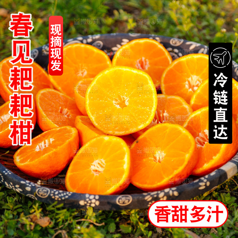 草地上的耙耙柑