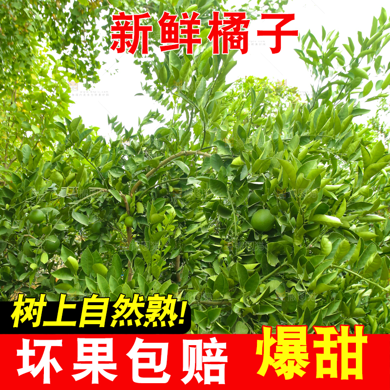 青橘产地