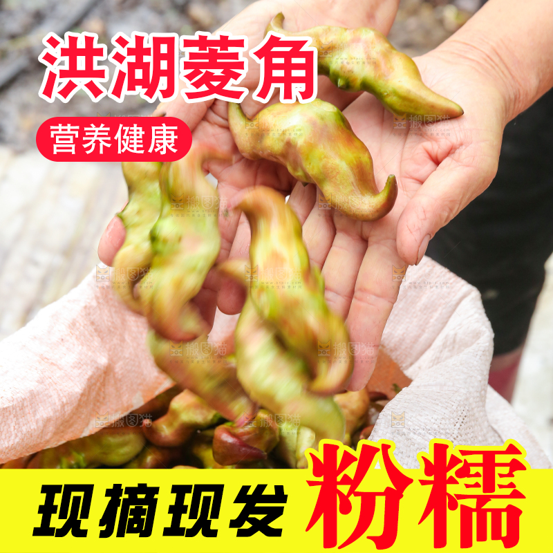 新鲜洪湖菱角采摘