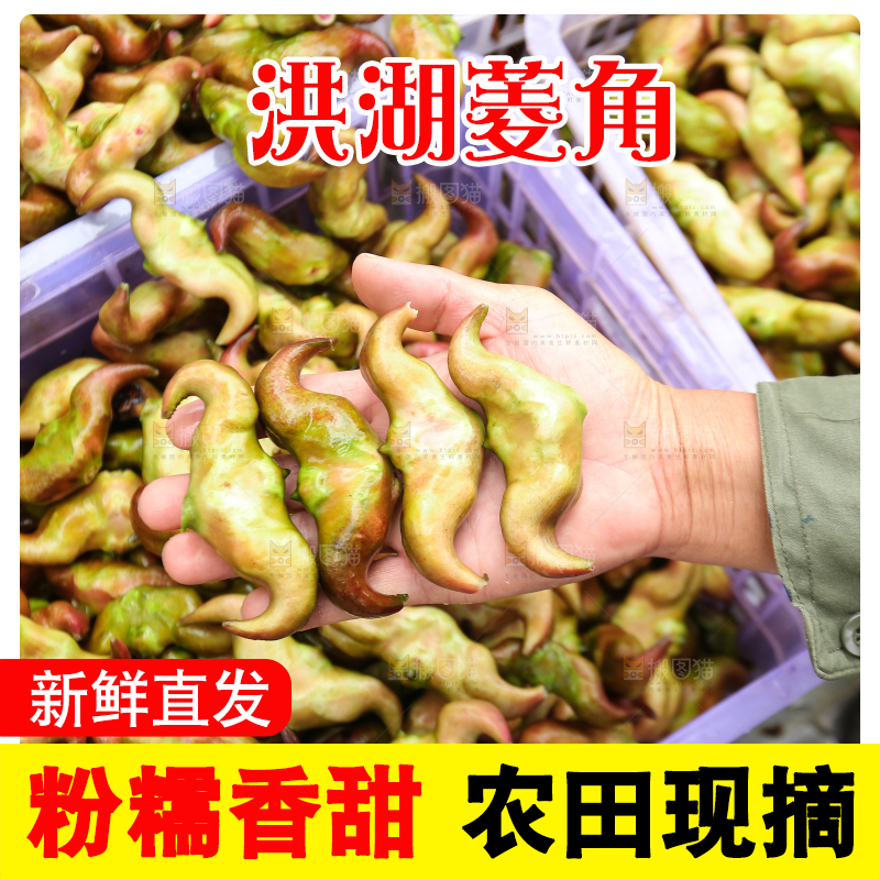 新鲜洪湖菱角采摘
