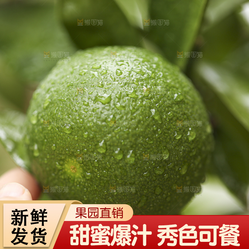 户外的青橘