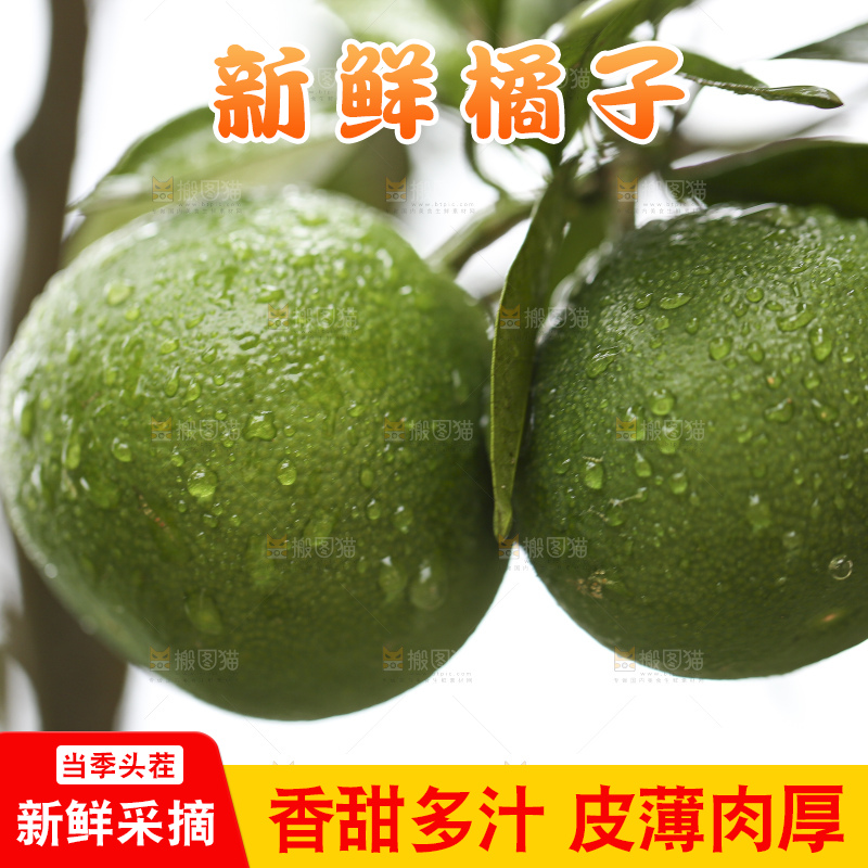 户外的青橘