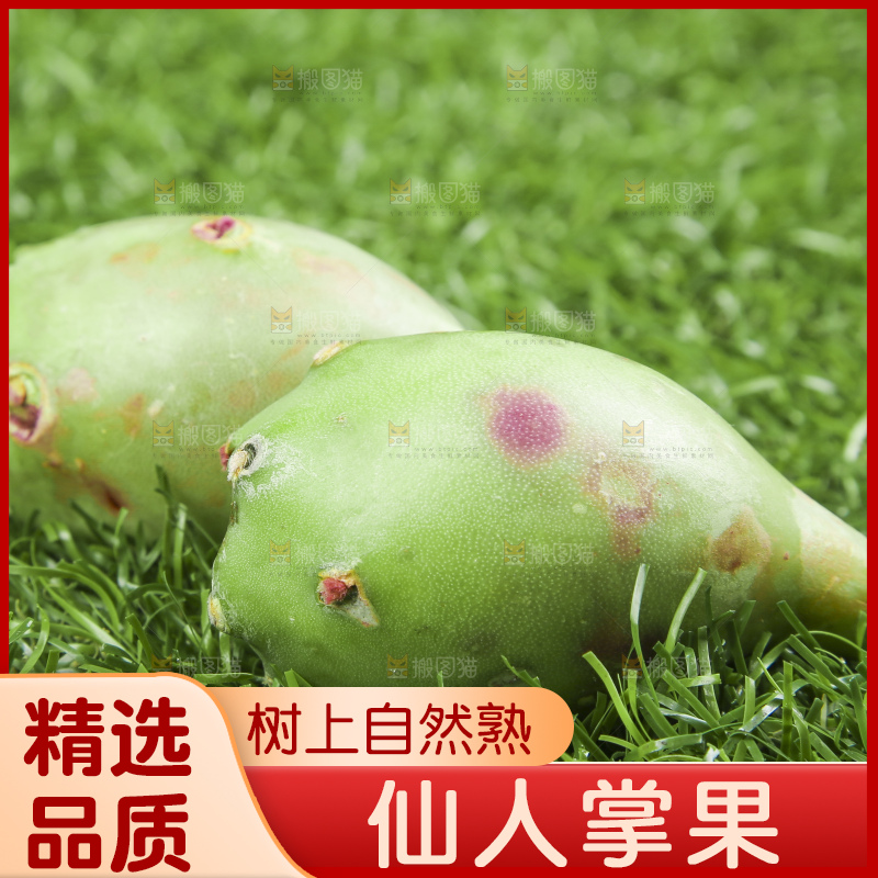 海南仙人掌果放在草地上