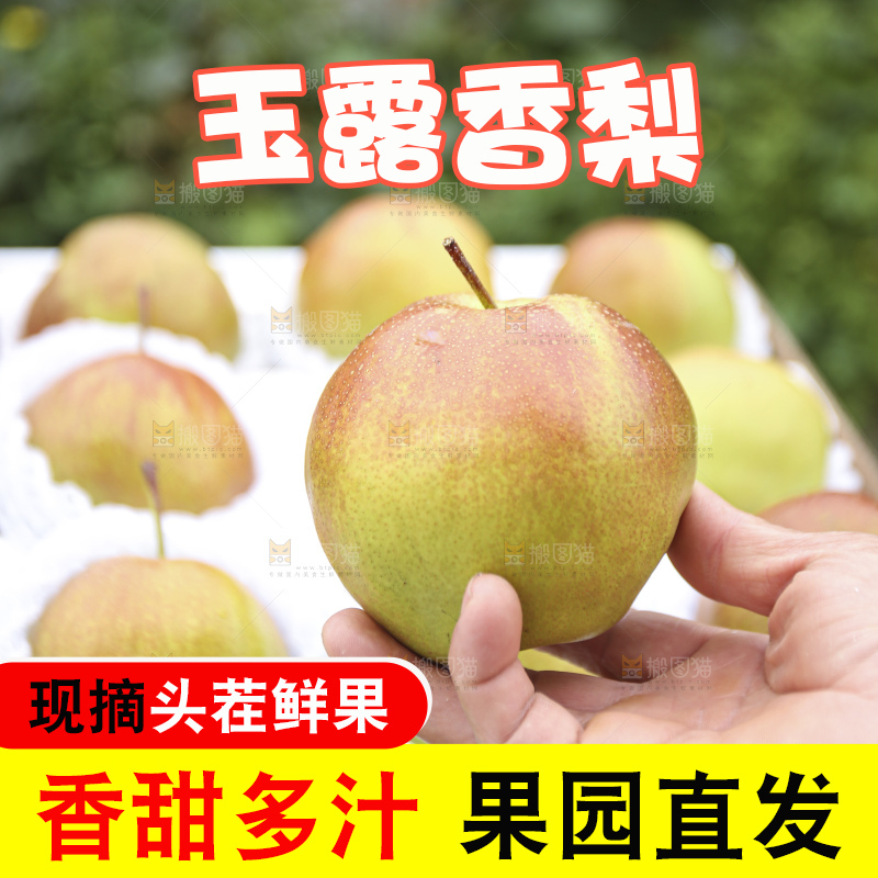 手里拿着玉露香梨