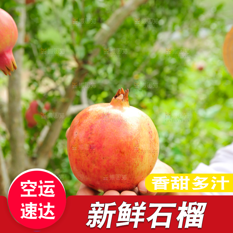 石榴产地