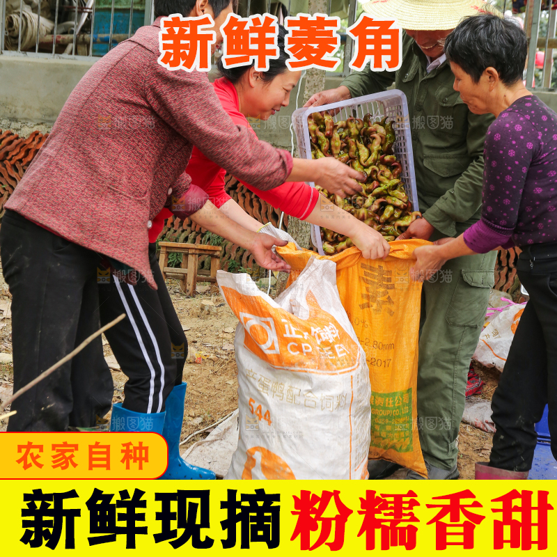 新鲜洪湖菱角采摘