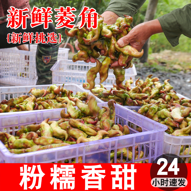 新鲜洪湖菱角采摘