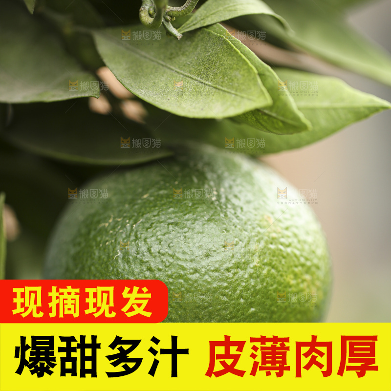 户外的青橘