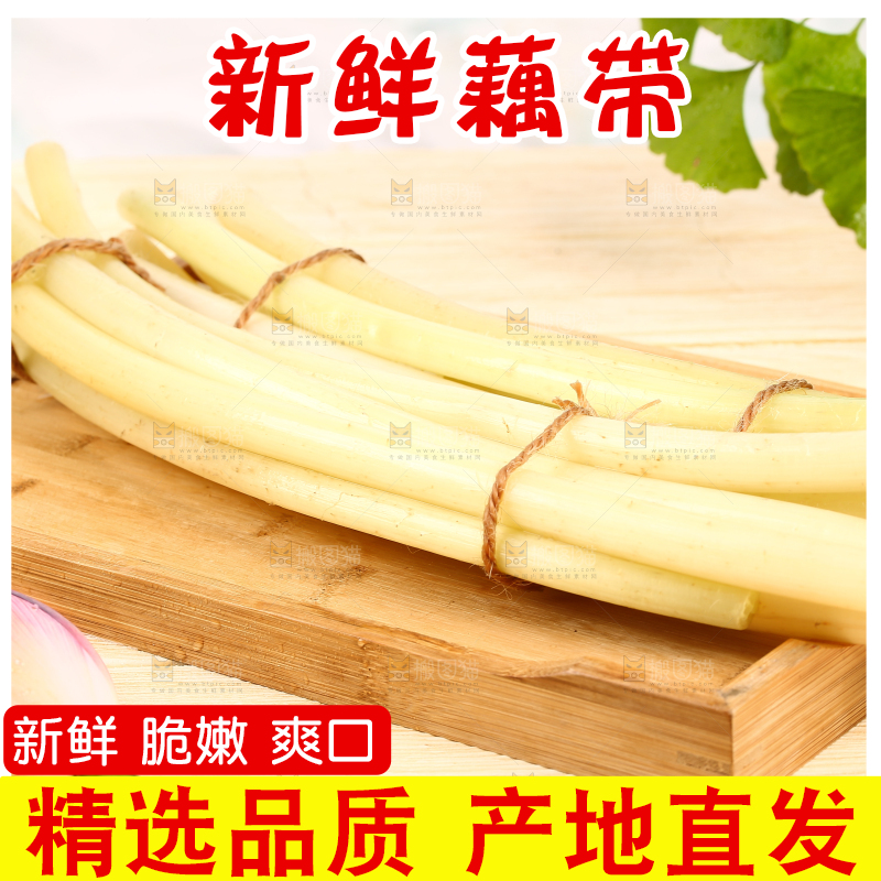 浅底上的藕带