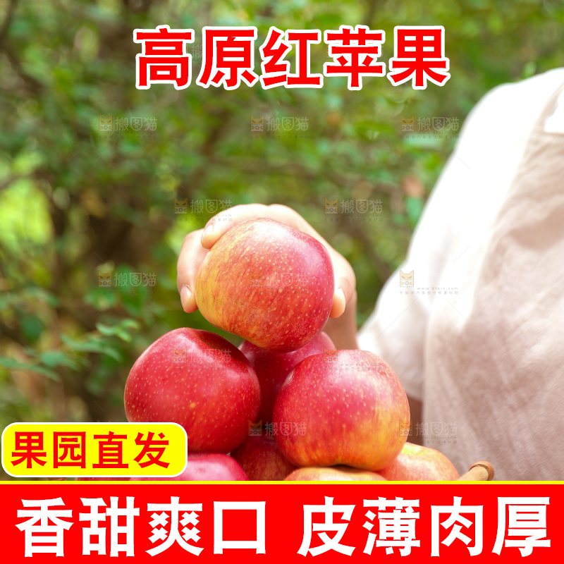 手里拿着高原红苹果