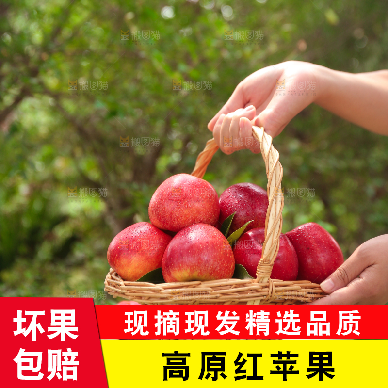 手里拿着高原红苹果