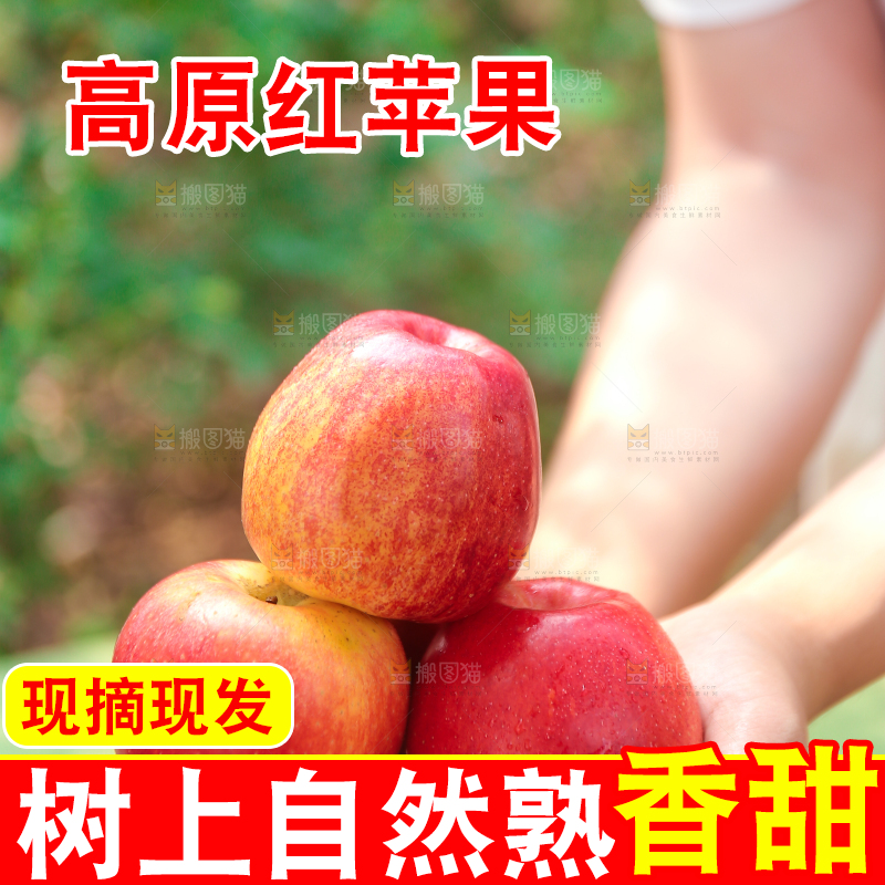 手里拿着高原红苹果