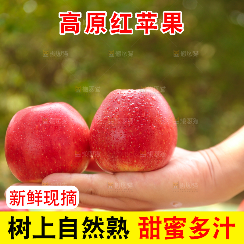 手里拿着高原红苹果