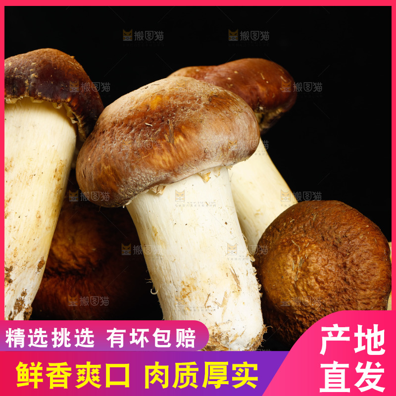 黑底上的新鲜松茸菇