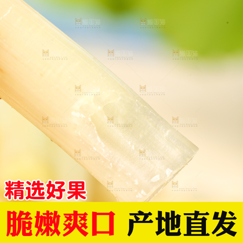 浅底上的藕带
