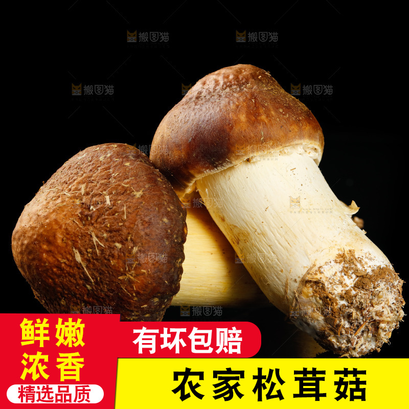黑底上的新鲜松茸菇