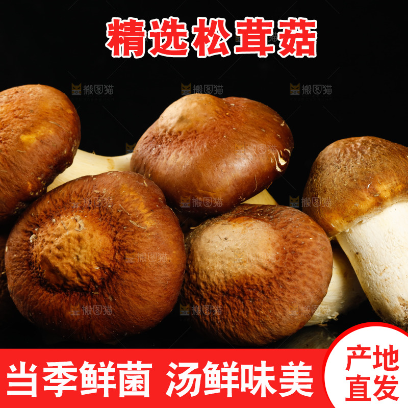 黑底上的新鲜松茸菇