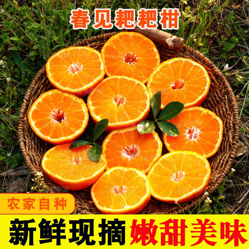 草地上的耙耙柑