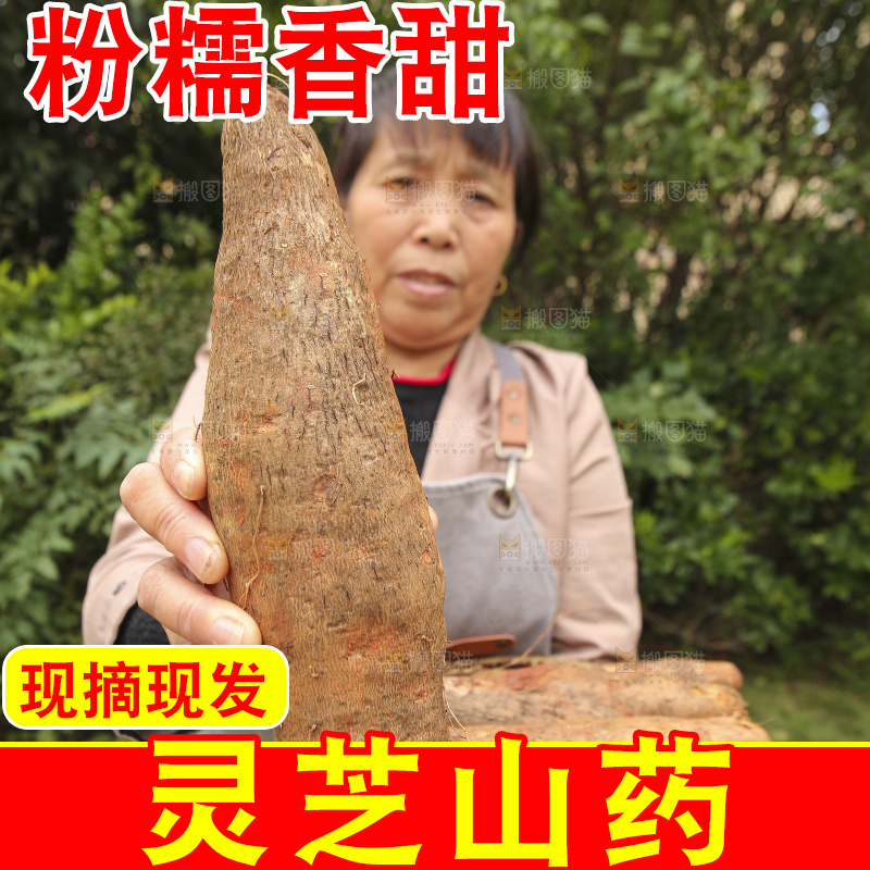 手里拿着灵芝山药