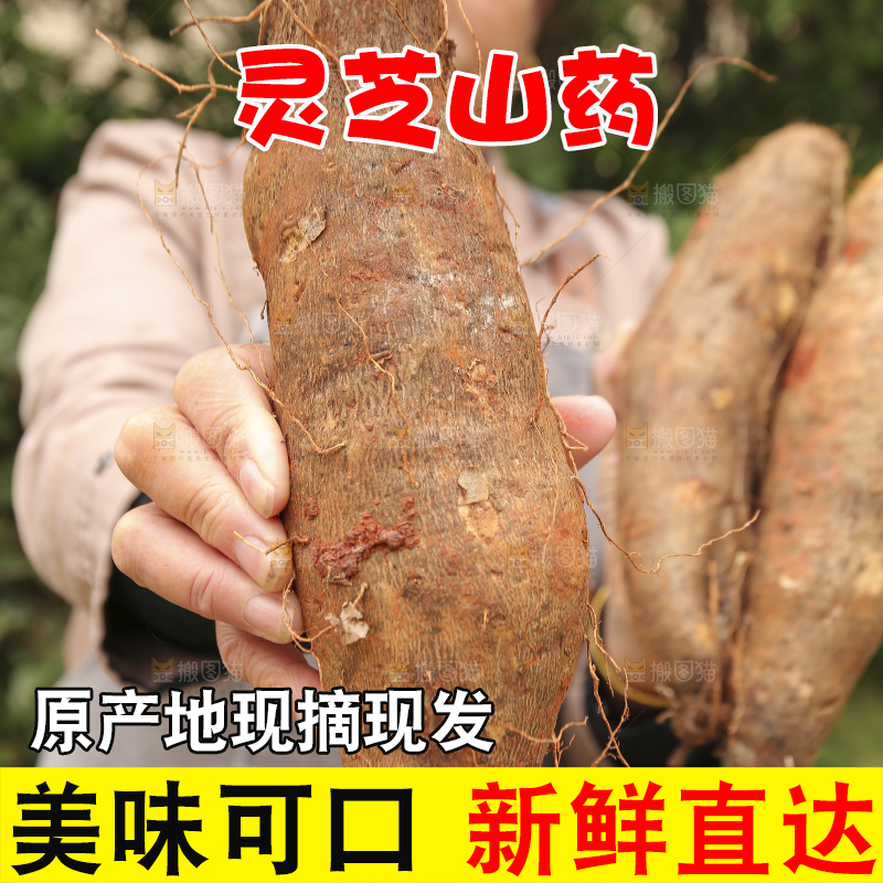 手里拿着灵芝山药