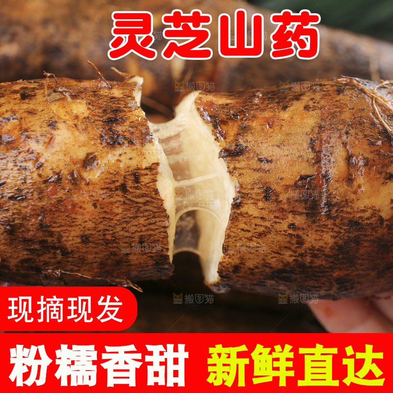 深底上的灵芝山药