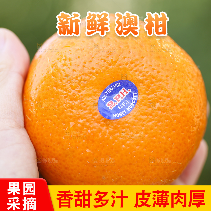 手里拿着进口澳柑