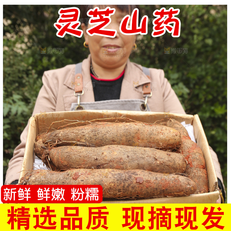 手里拿着灵芝山药