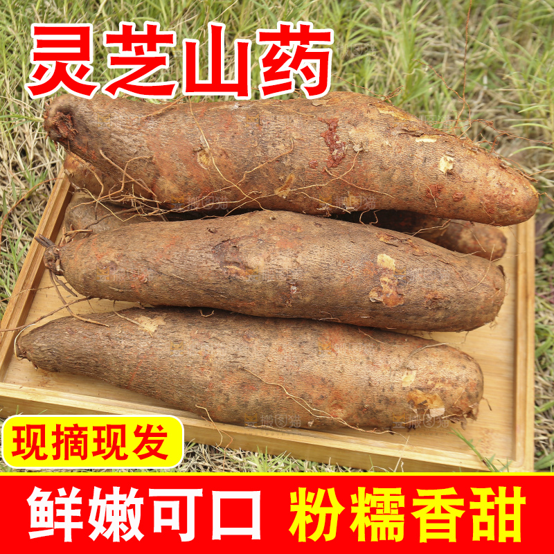 草地上的云南灵芝山药