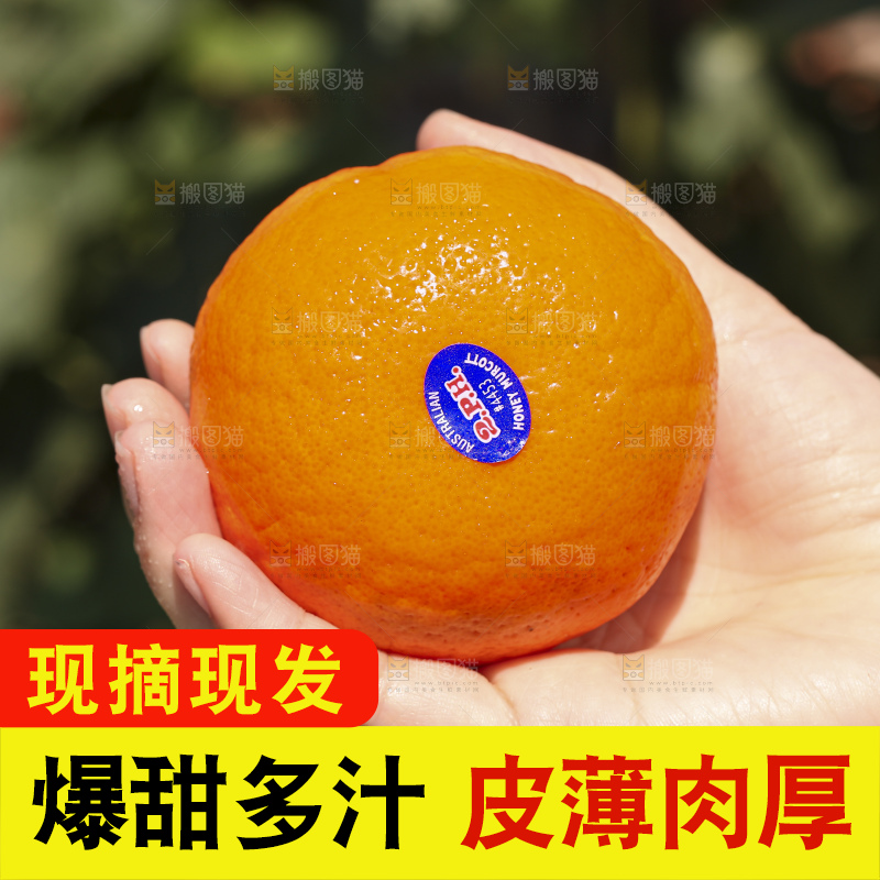 手里拿着进口澳柑