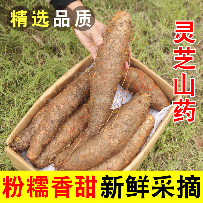 手里拿着灵芝山药