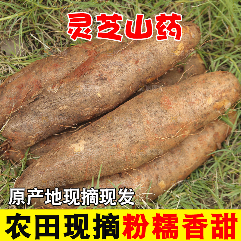 草地上的云南灵芝山药