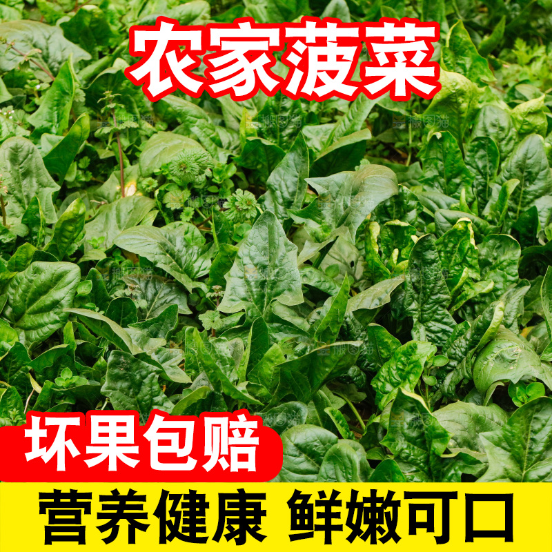 菠菜种植