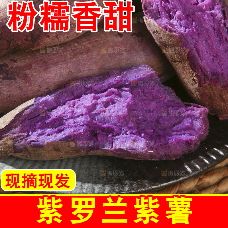 木底上的沙地紫薯