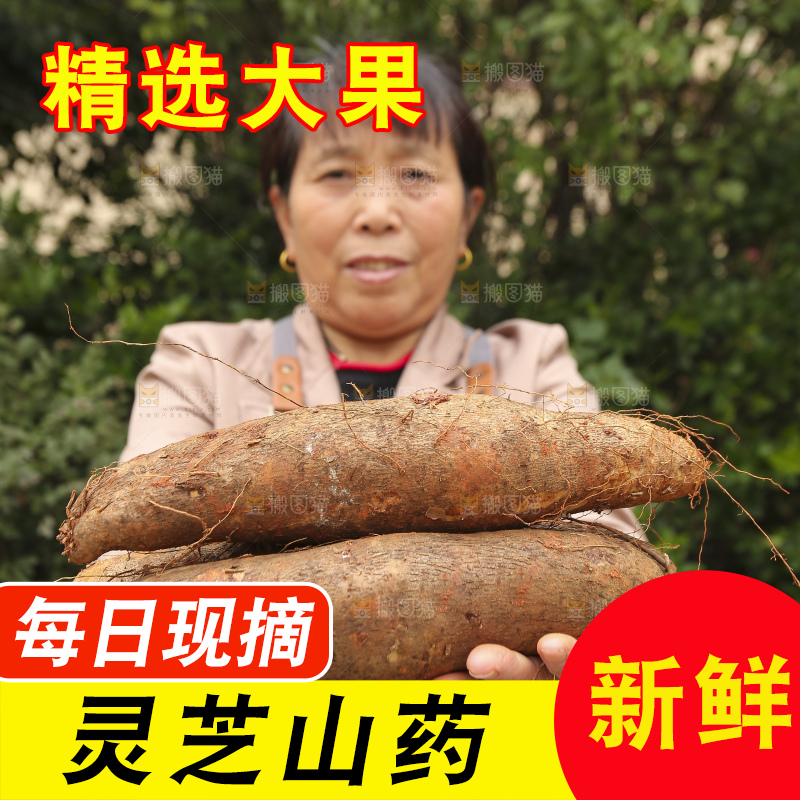 手里拿着灵芝山药