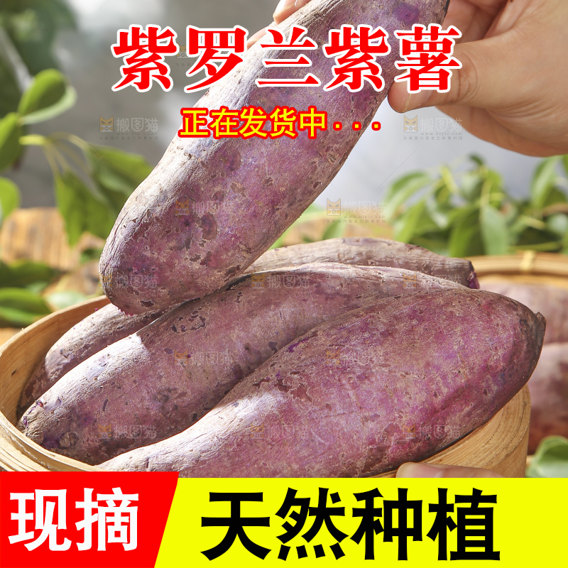 木底上的沙地紫薯