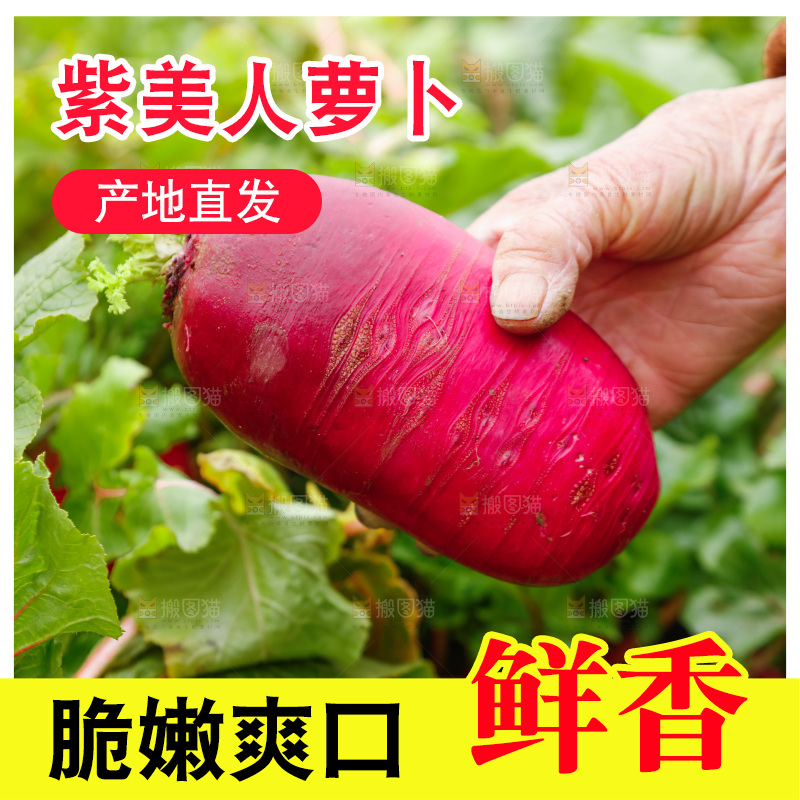 手里拿着紫美人萝卜