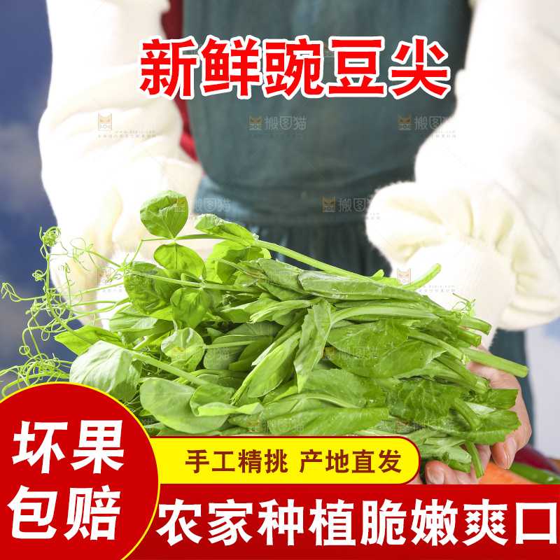 浅底上的豌豆尖