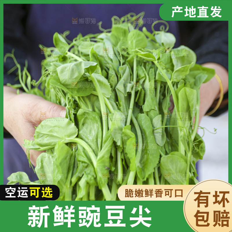 手里拿着豌豆尖