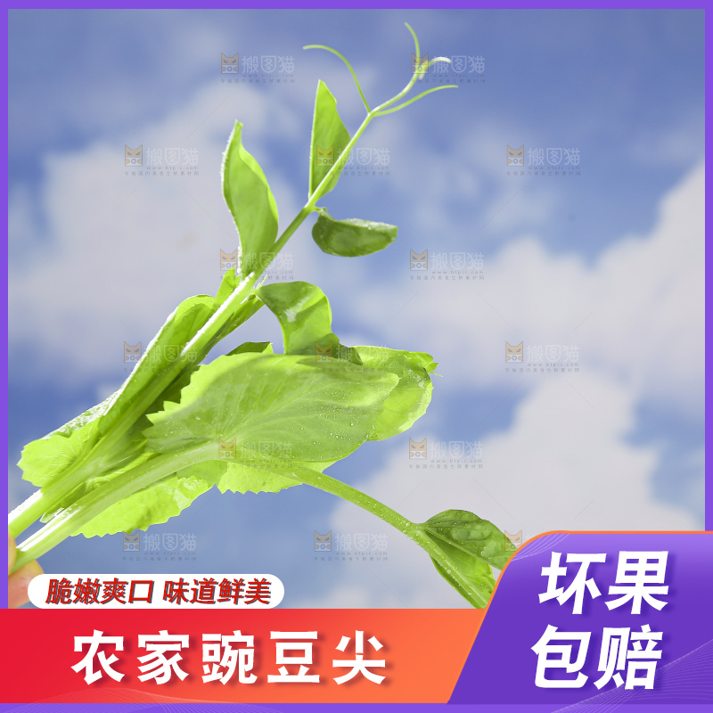 浅底上的豌豆尖