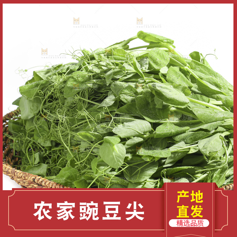 白底上的豌豆苗