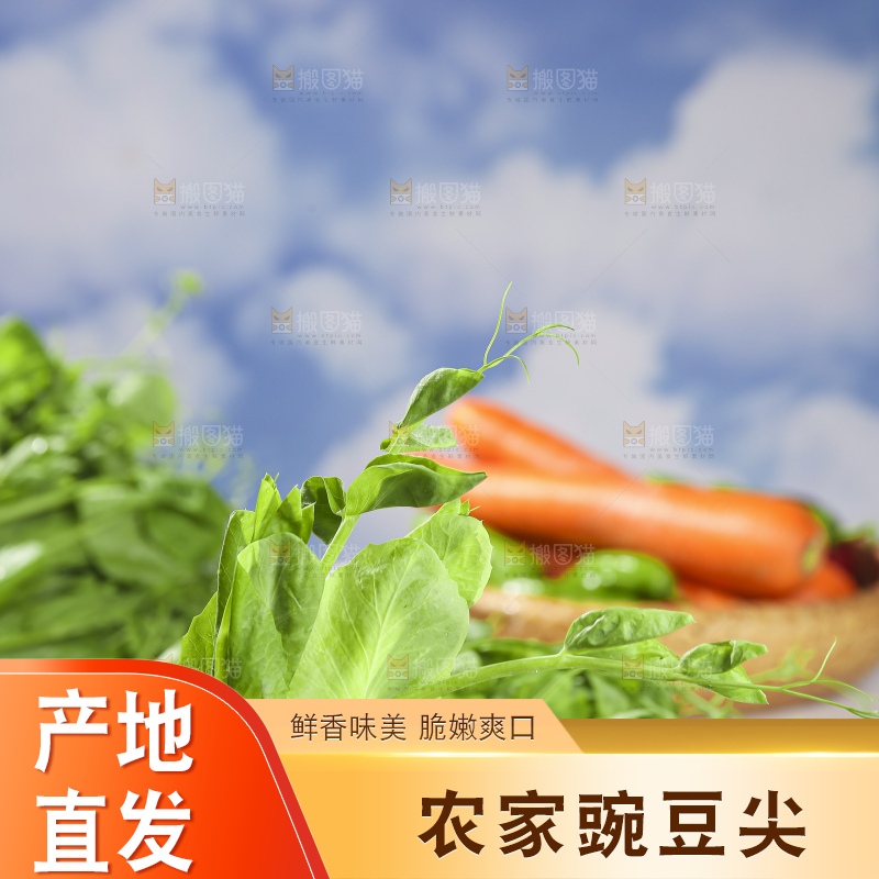 浅底上的豌豆尖
