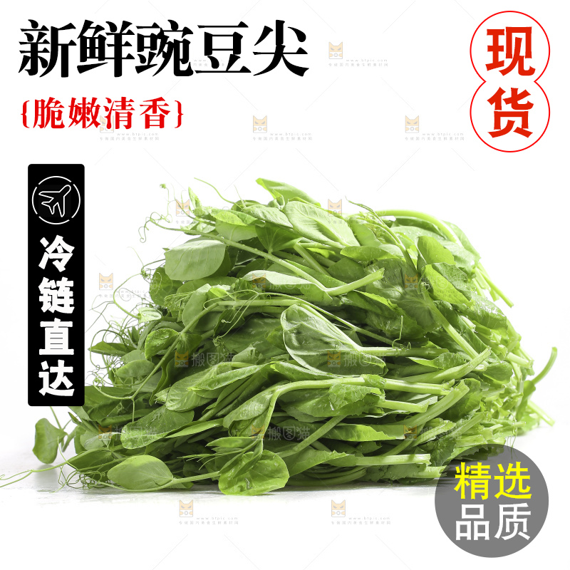 白底上的豌豆苗