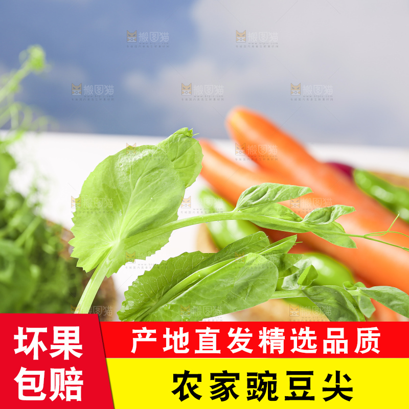 浅底上的豌豆尖