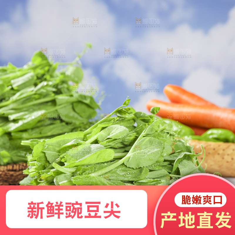 浅底上的豌豆尖