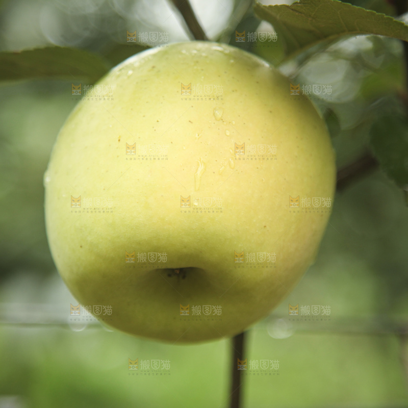 青苹果产地