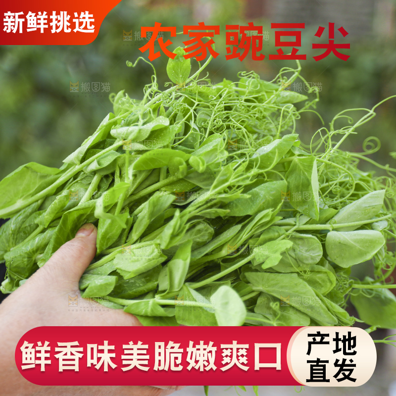 手里拿着豌豆尖