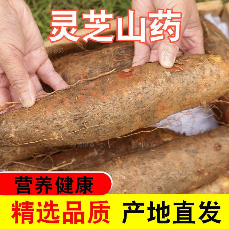 手里拿着灵芝山药